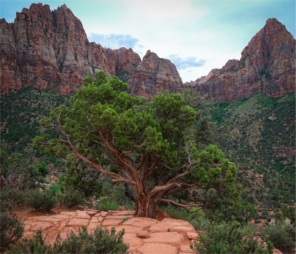 Zion Tree
