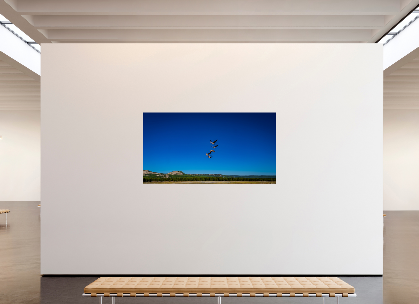 Geese Fly