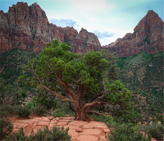 Zion Tree