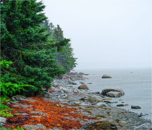 Maine Beach