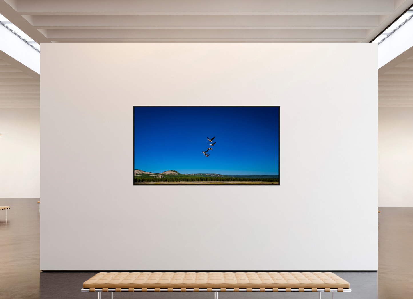 Geese Fly