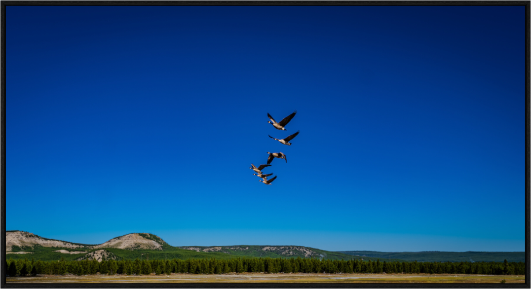 Geese Fly