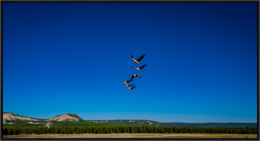 Geese Fly